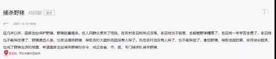 海螺突遇“棘手”問題！ 野豬集體來“做客”！